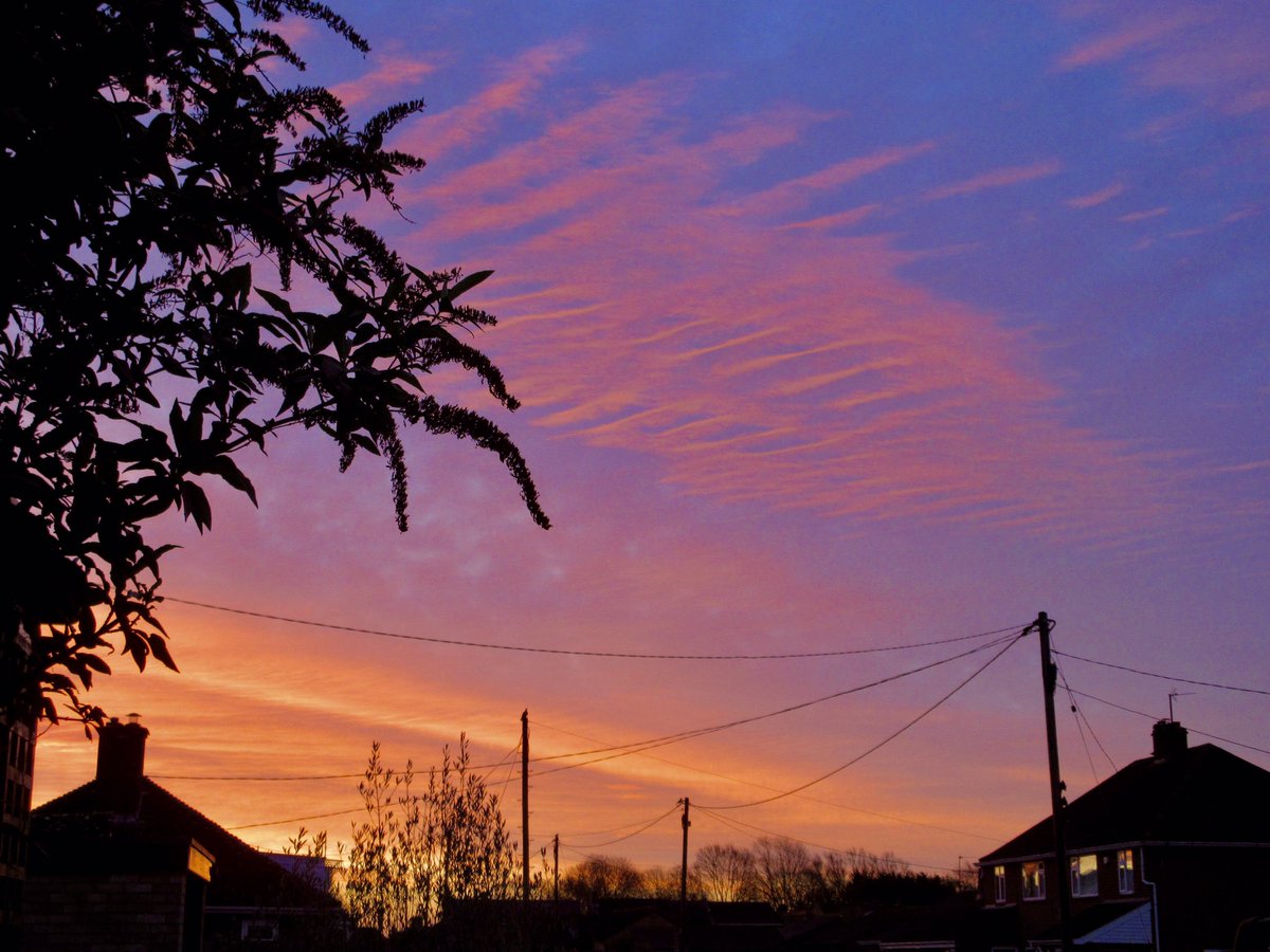 Susan Danielis Marshall tweet media