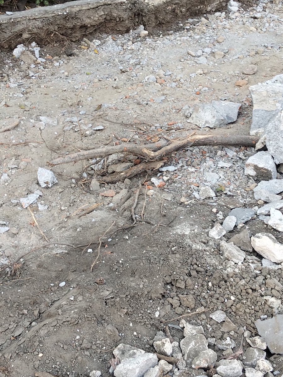 Tlacopac_Campes's tweet image. Querer borrar la historia, la tradicion, cultura, el desprecio a la memoria  es evidente. Av de la Paz, San Ángel. @LopezCasarinJ @AlcaldiaAO en destrucción por intereses inmobiliarios. @copaco_san @INAHmx @cultura_mx #PGD @ClaraBrugadaM @craviotocesar