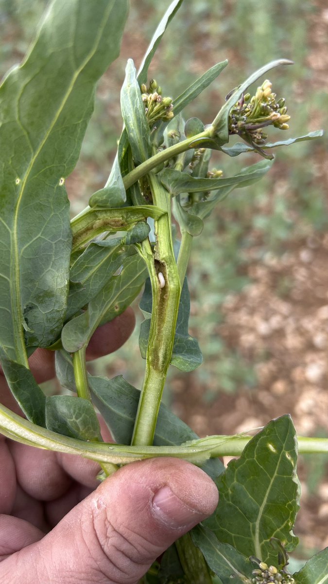 Olivier COSTE tweet media