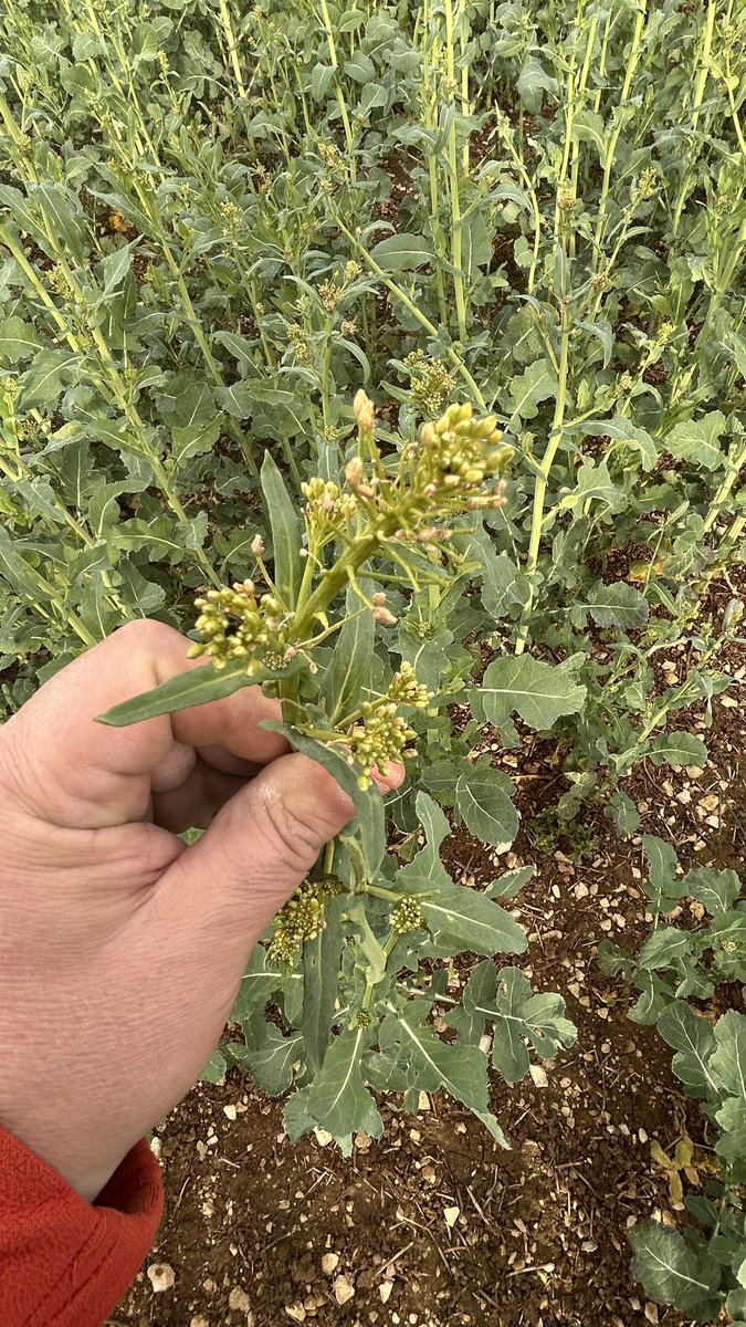 Olivier COSTE tweet media