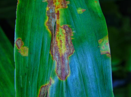 Grain SA Farmer Development Programme tweet media