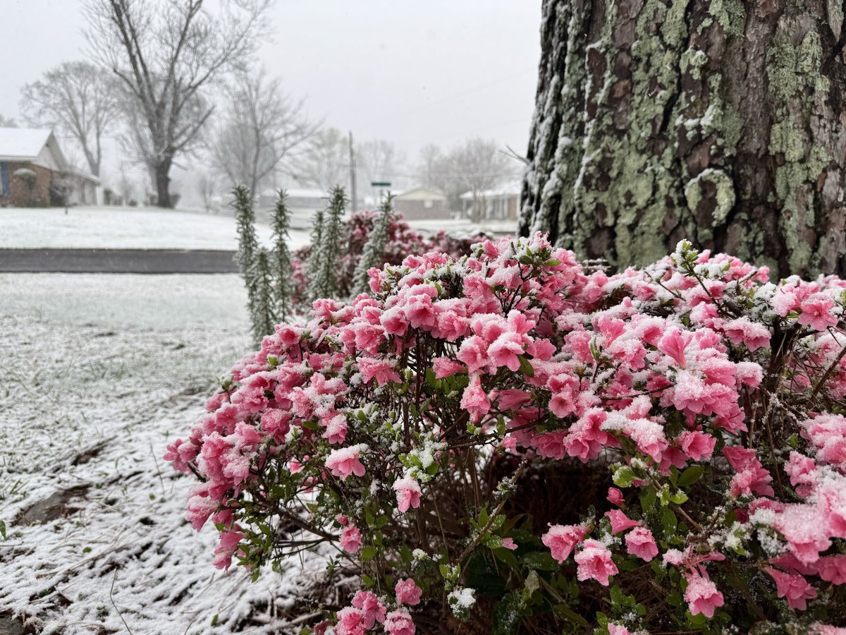 Will Taylor tweet media