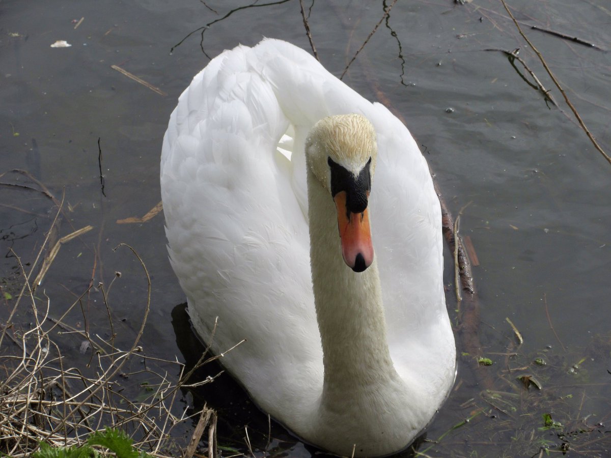 Susan Danielis Marshall tweet media