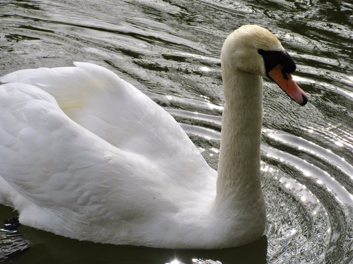 Susan Danielis Marshall tweet media