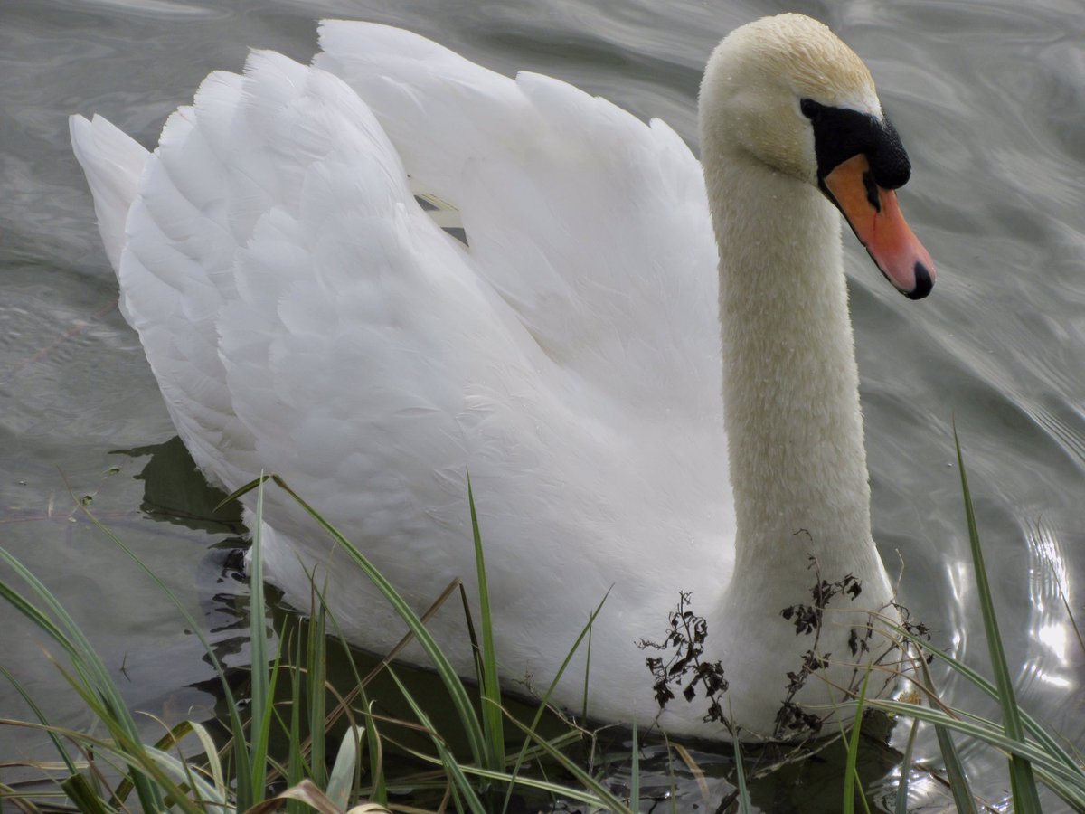 Susan Danielis Marshall tweet media