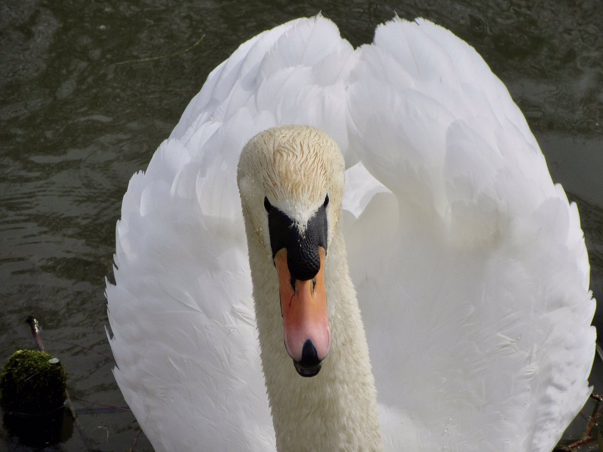 Susan Danielis Marshall tweet media