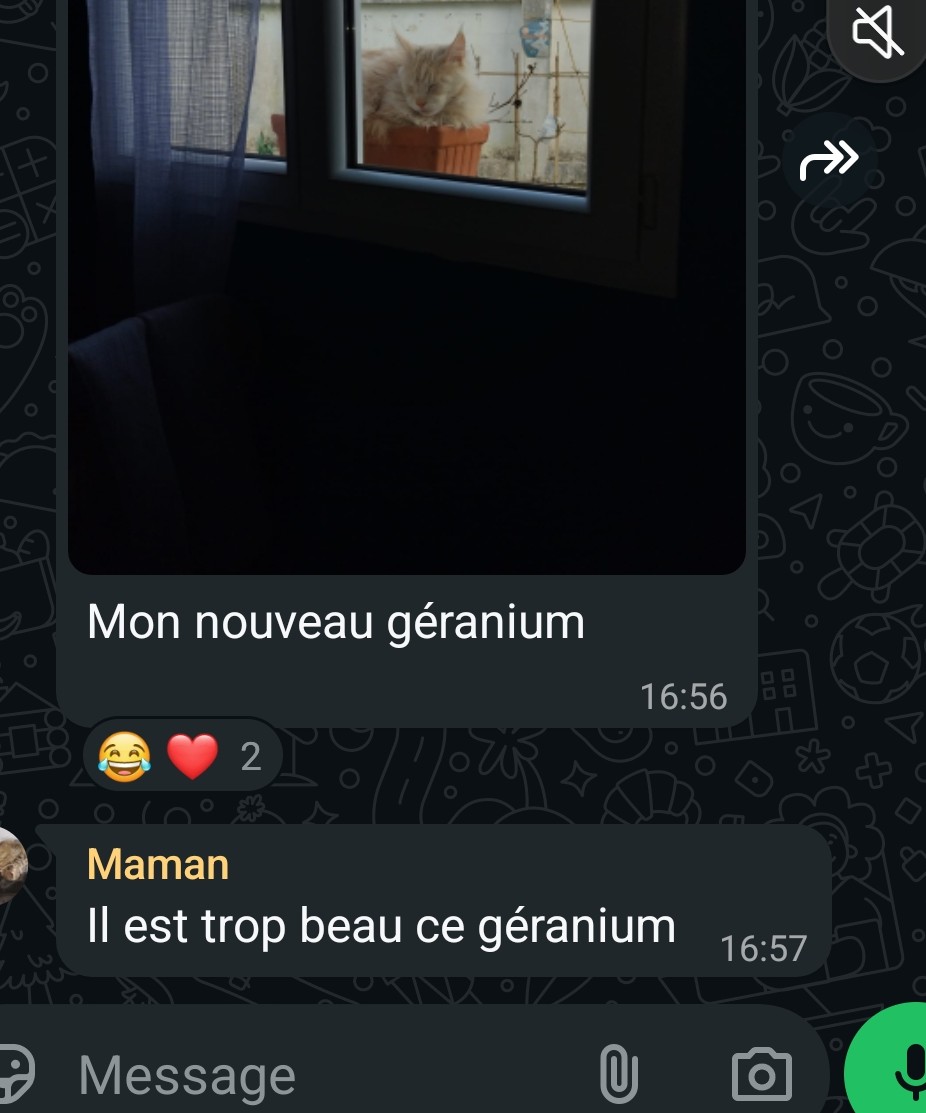 🐈🐈‍⬛ tweet media