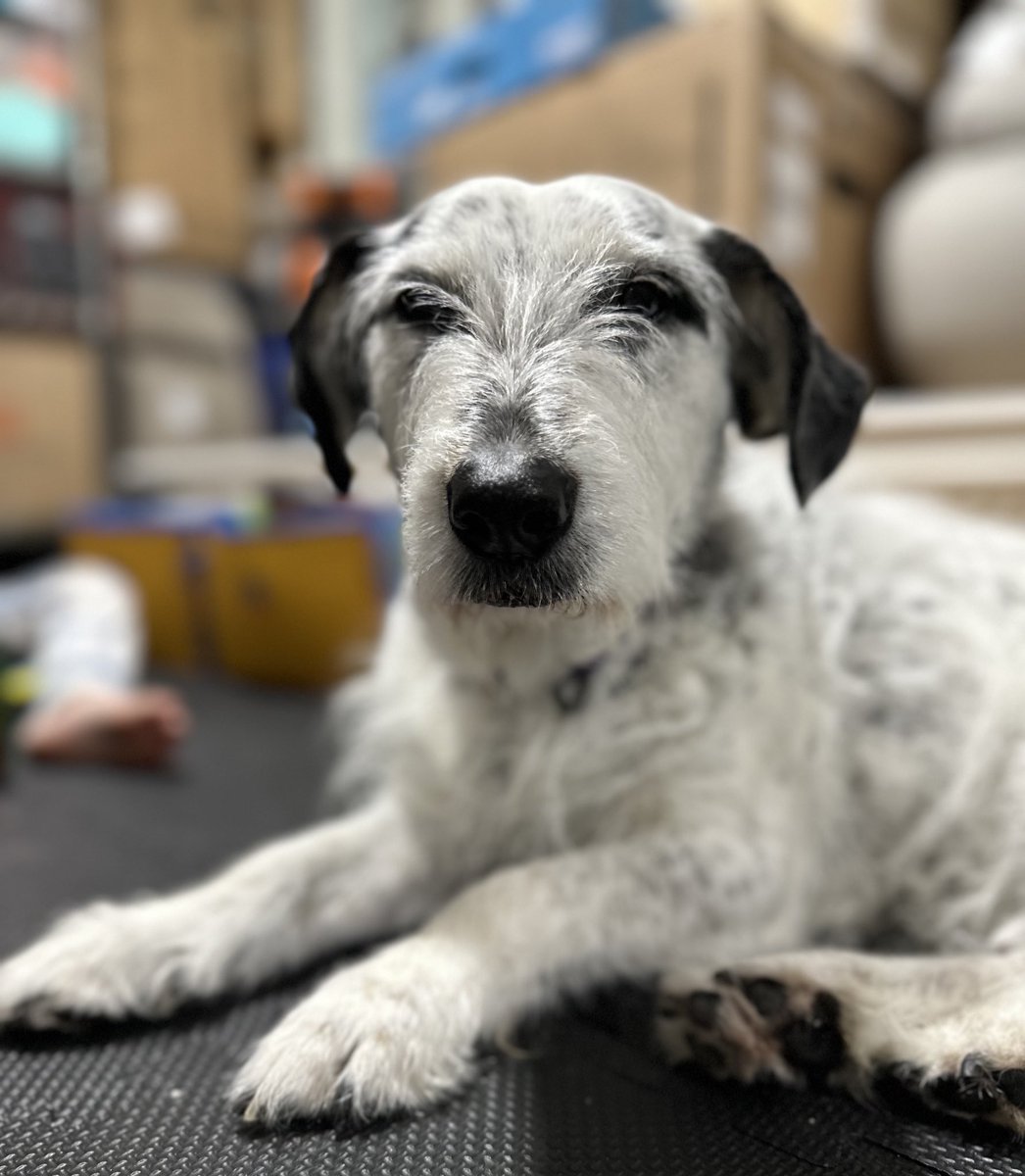 𝗣𝗲𝗻𝗻𝘆 𝗟𝗮𝗻𝗲- Lawn Potato TM tweet media