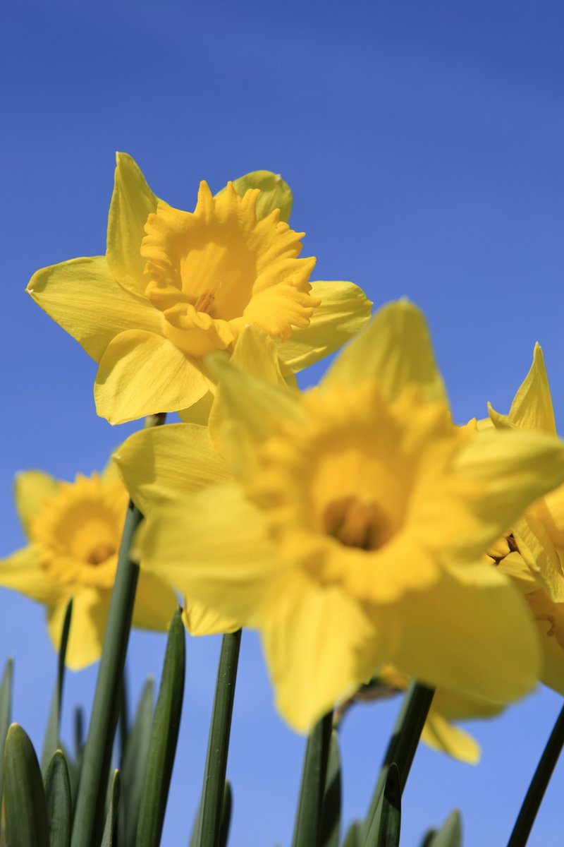 ChinaShowcase tweet media