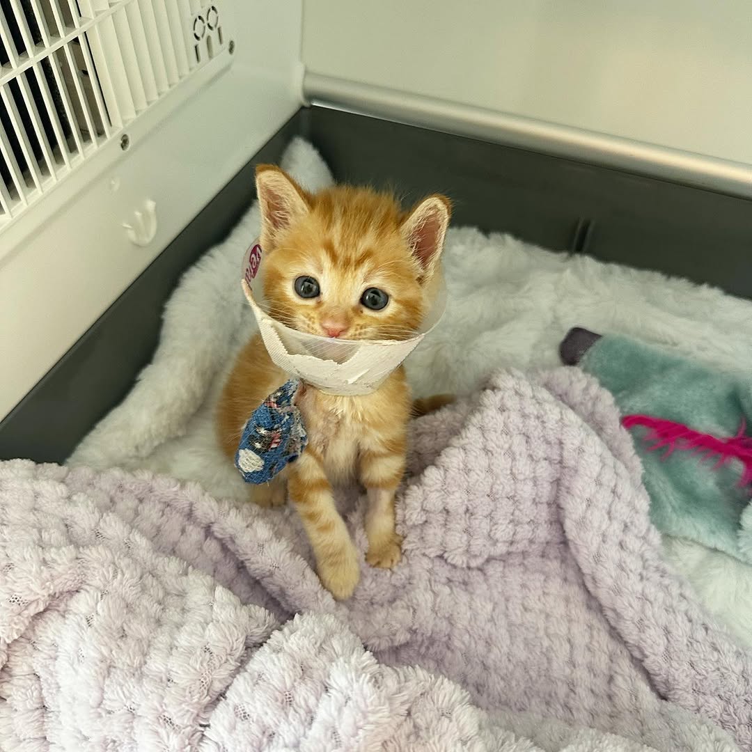 u9jqt136972jdjc's tweet photo. Finn is continuing to heal well!🙏💪 He is now using the broken leg and even bearing weight on it🤯👏

He goes in for a re-check with his surgeon on Thursday🧡

 #purrfect #tabbykitten #tabbycats  #gingerkitten #gingerkittens #orangekitten https://t.co/xQKb69EIUn