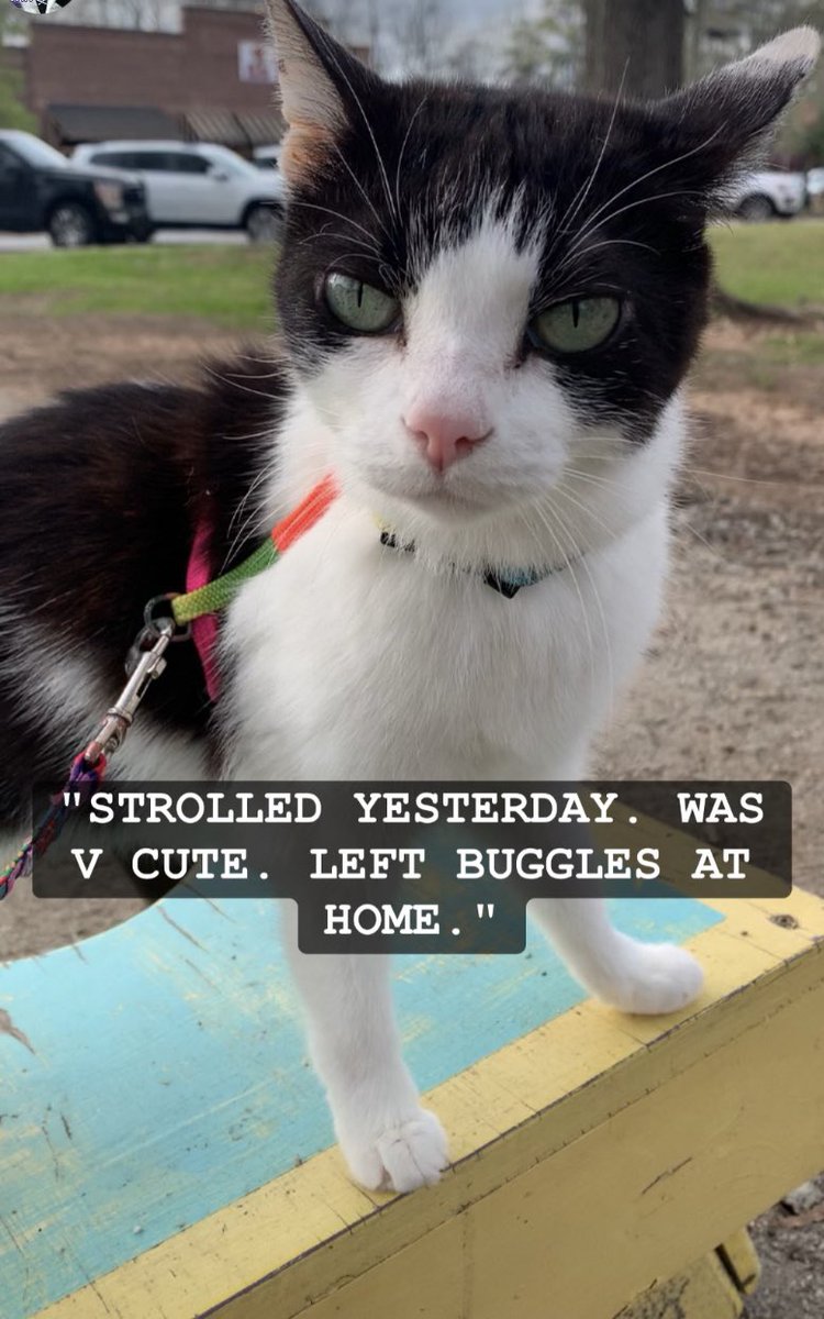 AmazingAcroCats's tweet photo. Jax went for a stroll/outing yesterday to enjoy the delightful weather π
#acrocats #jaxacrocat https://t.co/SyLf0wpCYm