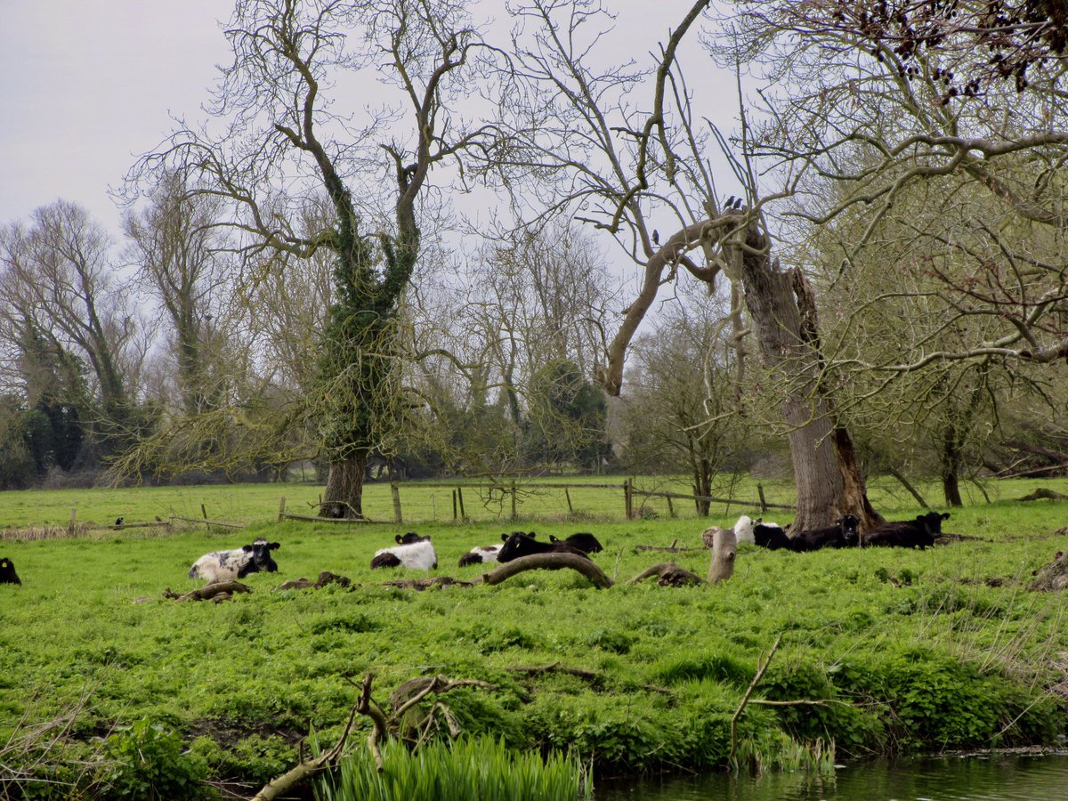 Susan Danielis Marshall tweet media