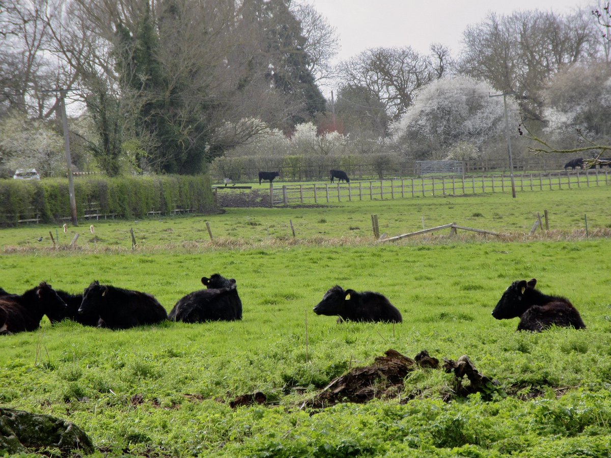 Susan Danielis Marshall tweet media