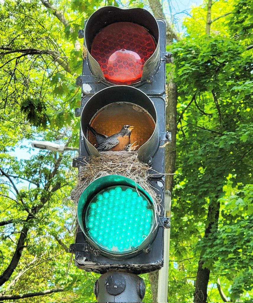 rare.jpg tweet media