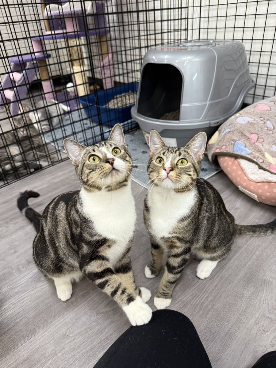 Soft Side tweet media