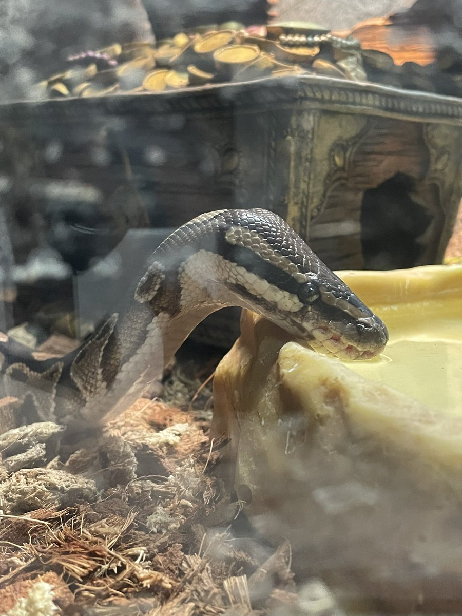 Serena - MtG Angel Vtuber tweet media