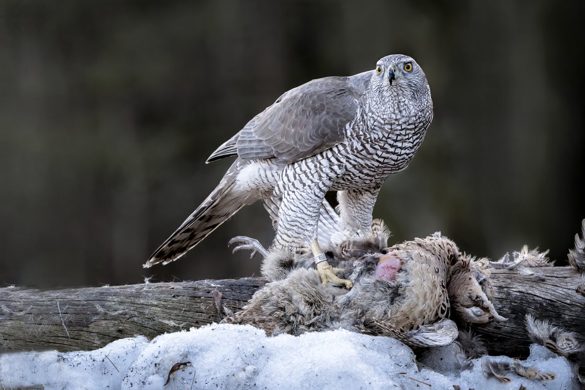 Raptor Persecution UK tweet media