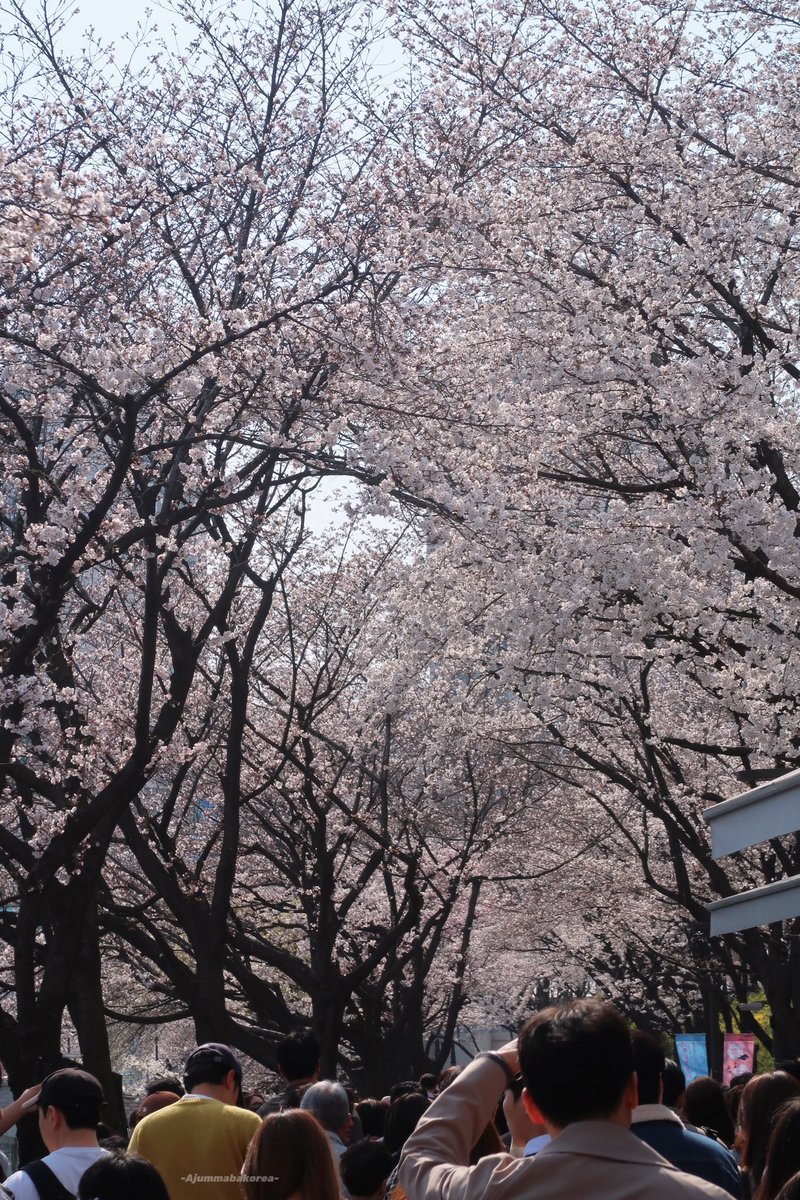 อาจุมม่าบ้าเกาหลี tweet media