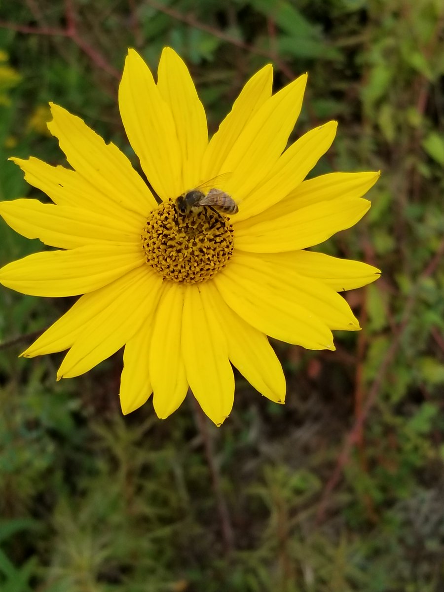 Agricultural Research Service tweet media