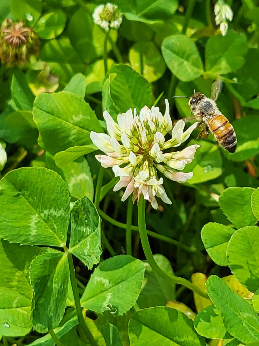 Agricultural Research Service tweet media