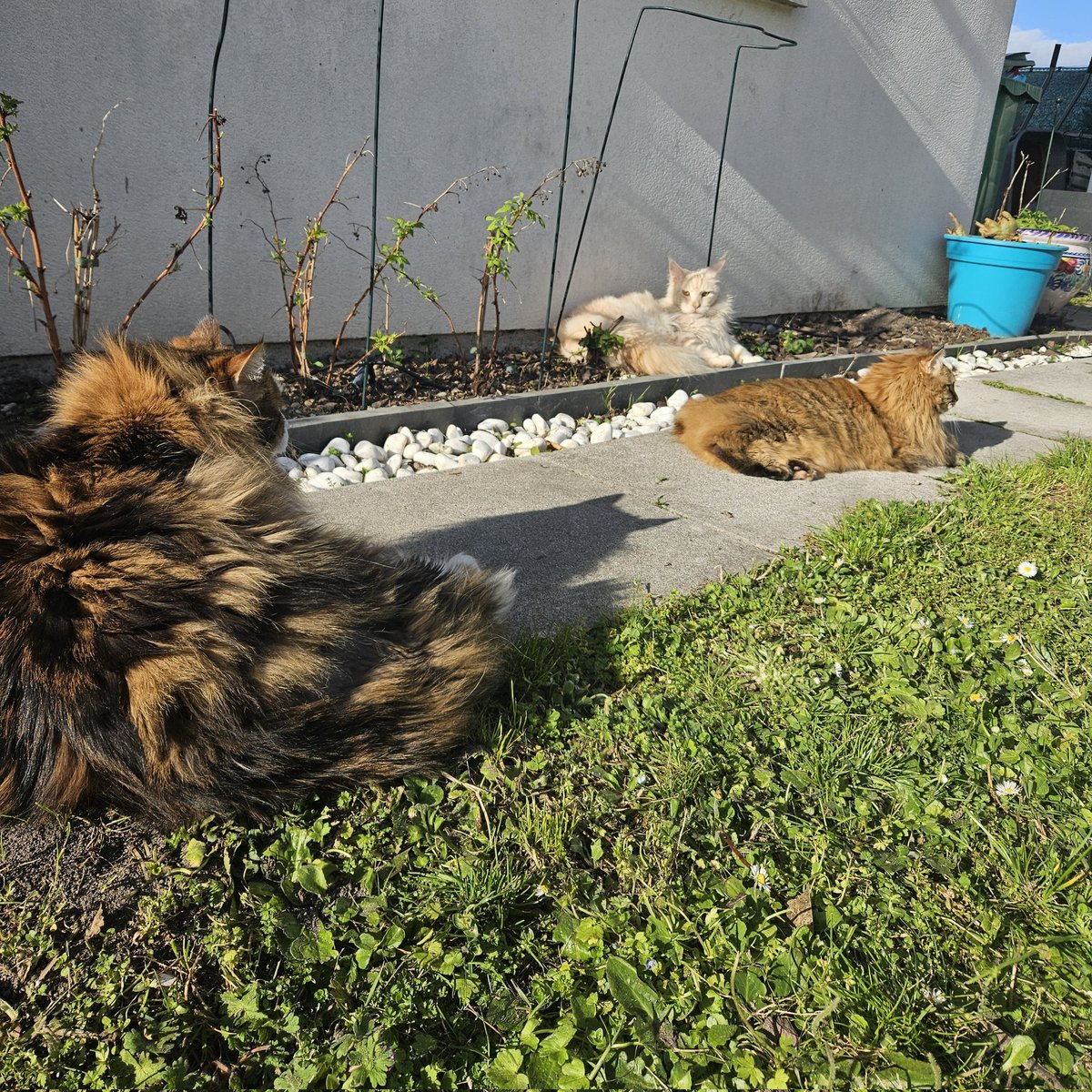 🐈🐈‍⬛ tweet media