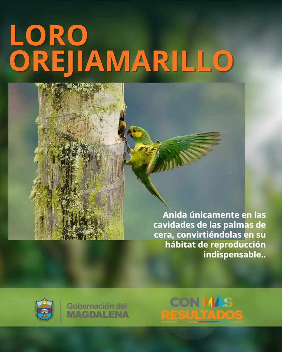 SecAmbienteGRCC's tweet photo. 🌿 El loro orejiamarillo depende de la palma de cera para vivir. Durante Semana Santa, cortar palmas pone en riesgo su hábitat y nuestra biodiversidad.

❌ No cortes ni compres palma natural en el Domingo de Ramos.

💚 Protejamos la vida. https://t.co/HwwXmYMu7T