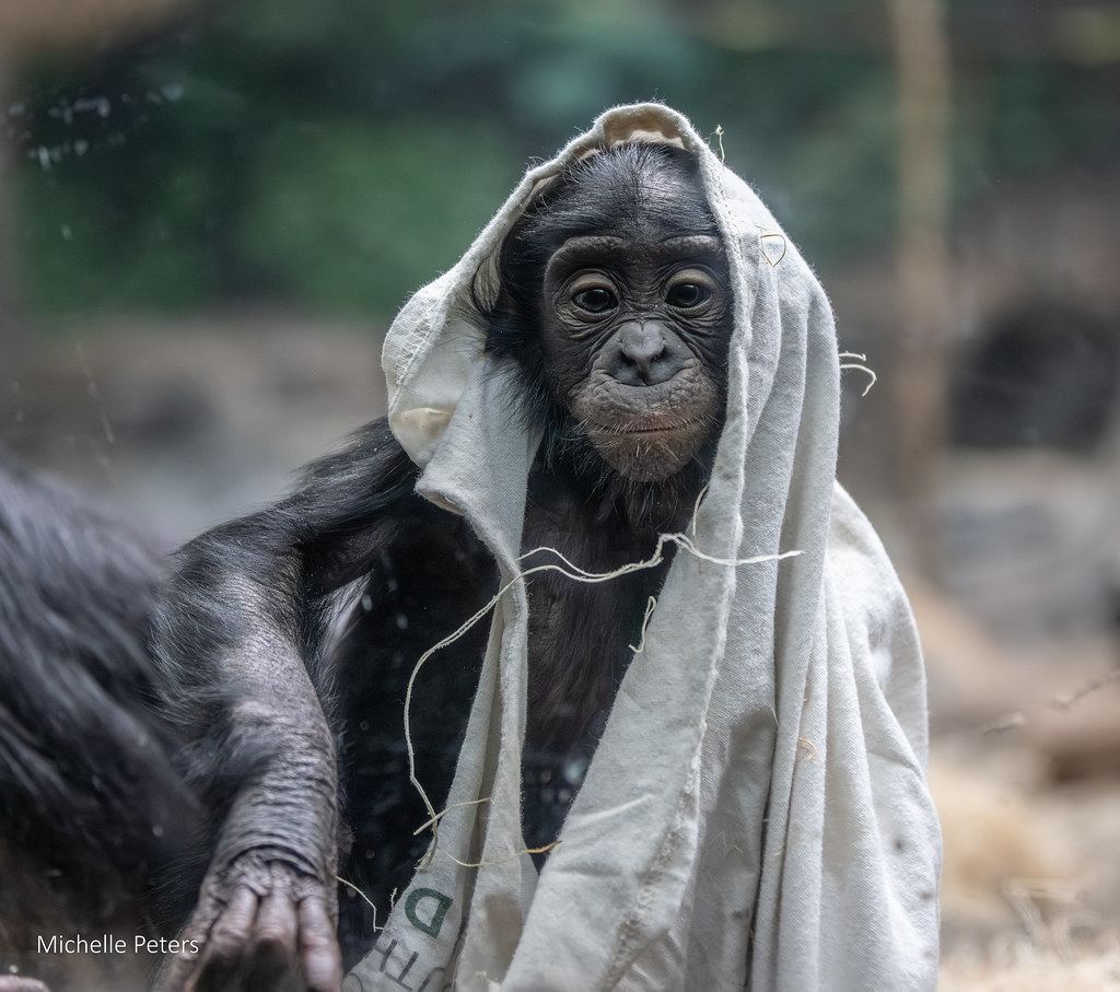 Cincinnati Zoo tweet media