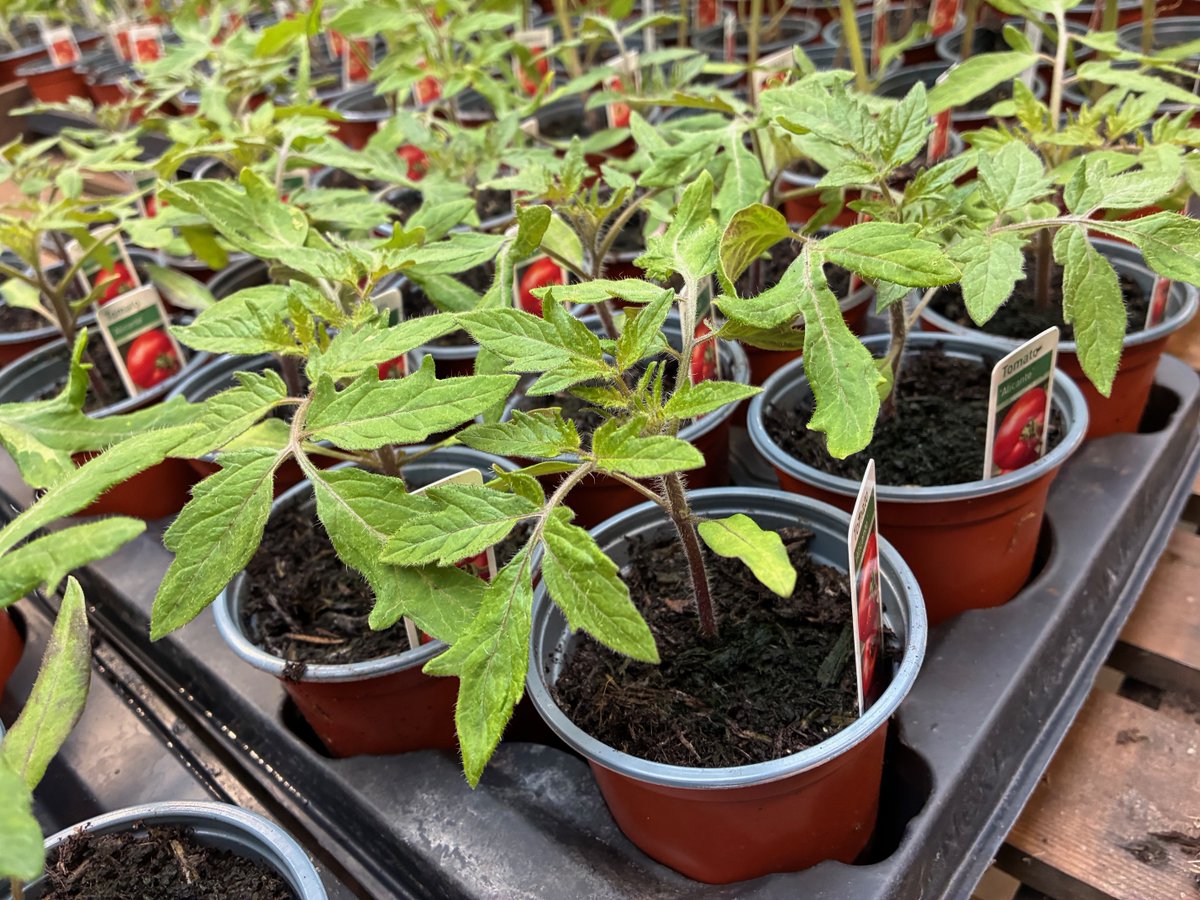 St Austell Garden Centre tweet media