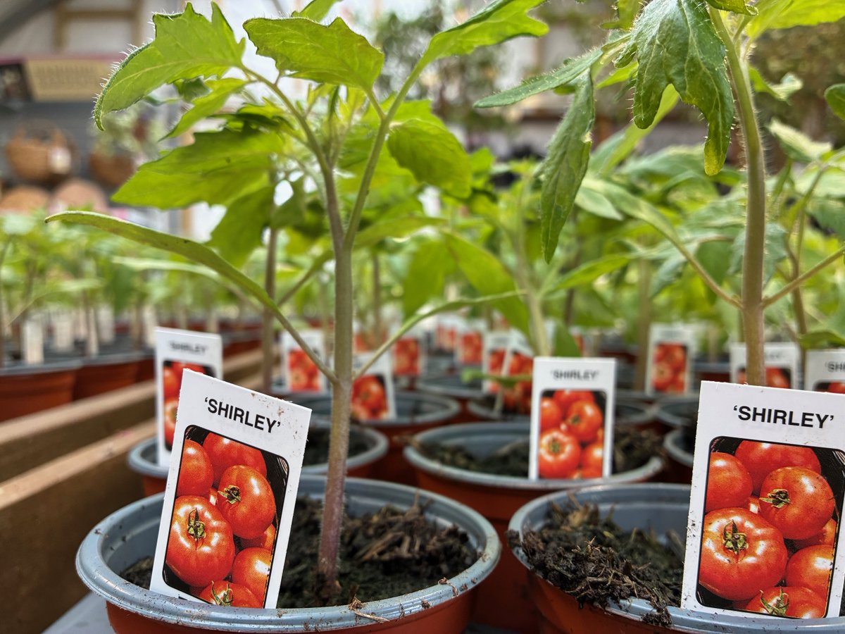 St Austell Garden Centre tweet media