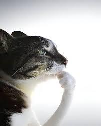 veumV1's tweet photo. @mitsukris_ cegar o gato por dentro............... hmmmmmmmmmmmmmmmmmmmmmmmm......... cegar por dentro.........................
hmmmmmmmmmmmmmm................ https://t.co/1qHeLRUtTc