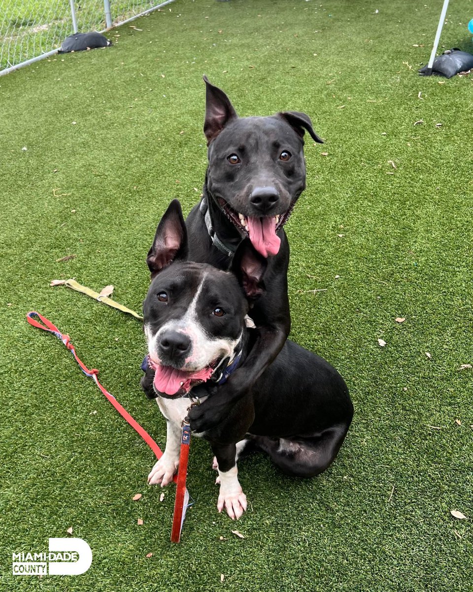 Miami-Dade County Animal Services tweet media