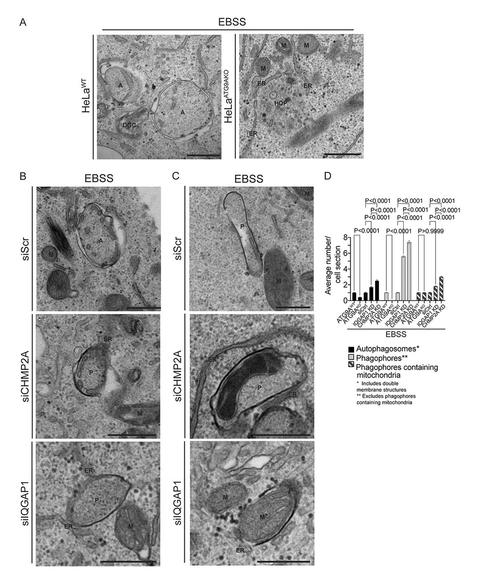 Journal of Cell Biology tweet media