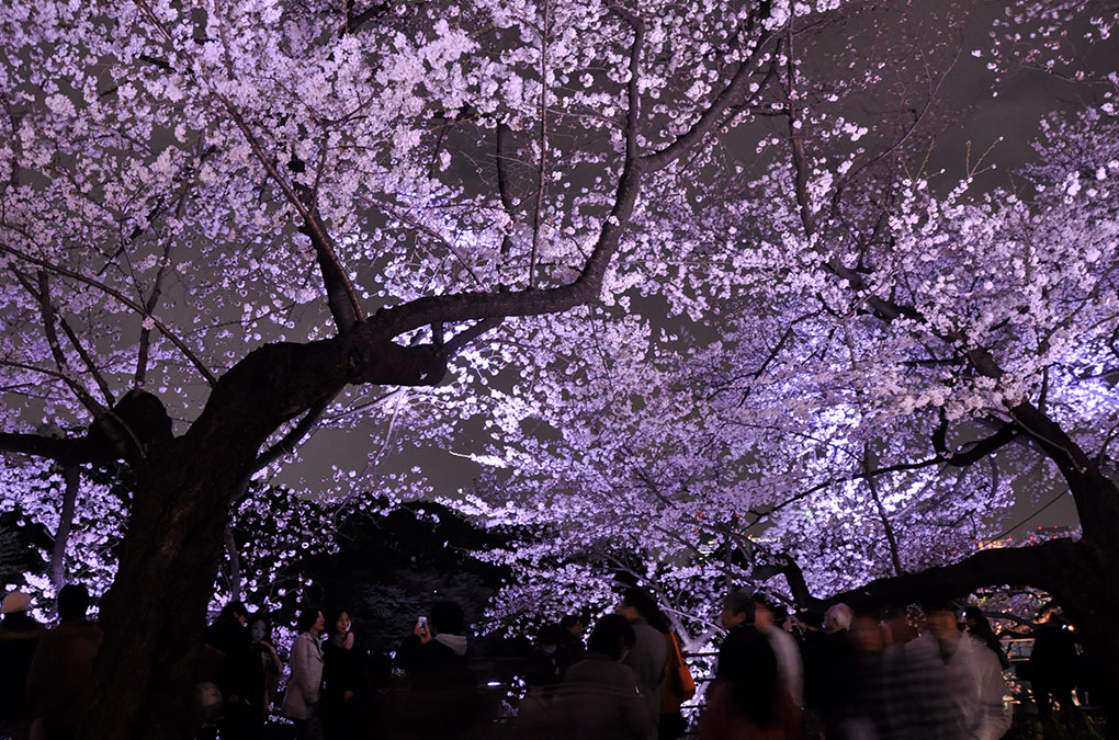 cocorume_event's tweet photo. 【東京・千鳥ヶ淵緑道】
3月26日(木)～4月6日(月)まで
『皇居千鳥ヶ淵 夜桜ライトアップ』
が開催されます✨
全長約700m、名所「皇居千鳥ヶ淵」のさくら並木のライトアップです✨ https://t.co/5s9rgoEUt1