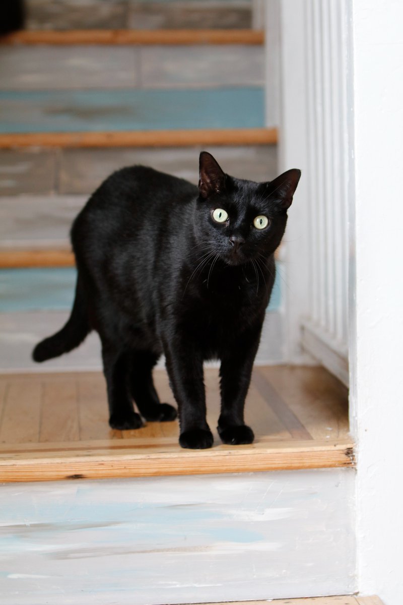 alleycatallies's tweet photo. During Pet Poison Prevention Month, join us to share lifesaving information on how to prevent poisoning in cats and take action if it is suspected. Learn more at https://t.co/007X3u7EWE.

⚠️Common items that are poisonous to cats ⚠️

-  Human medications. If you drop a pill on the floor, pick it up quickly.
-  Antifreeze. If you spill antifreeze, clean it up immediately.
- Houseplants. Lilies, chrysanthemum, azaleas and rhododendrons, tulips and daffodils, and sago palms are among the plants poisonous to cats.
- Insecticides. Choose options that deter insects without harmful chemicals.
- Cleaning products. Store all bleach, laundry detergent, surface cleaners, and other such products in cat-inaccessible areas of your home.
- Human food and drink. Chocolate, alcohol, coffee, tea, energy drinks, onions, garlic, gum, cooked bones, and the sweetener xylitol are all dangerous for cats.