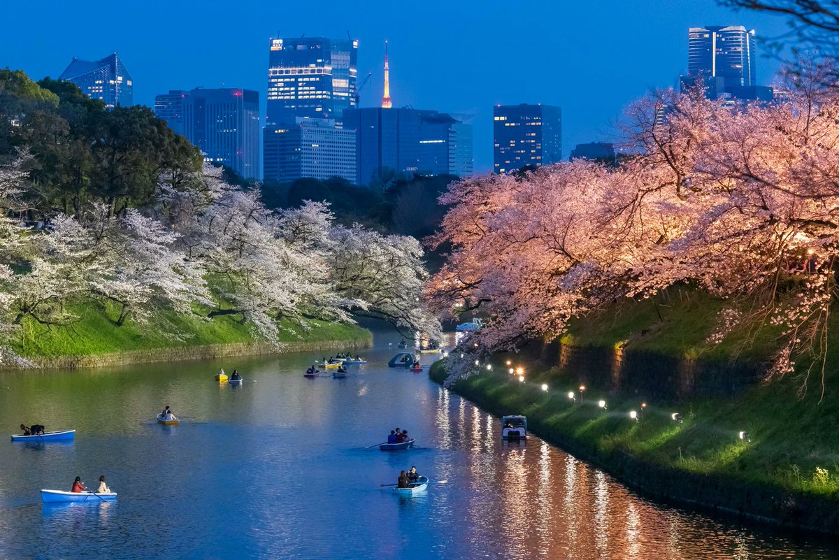 cocorume_event's tweet photo. 【東京・千鳥ヶ淵緑道】
3月26日(木)～4月6日(月)まで
『皇居千鳥ヶ淵 夜桜ライトアップ』
が開催されます✨
全長約700m、名所「皇居千鳥ヶ淵」のさくら並木のライトアップです✨ https://t.co/5s9rgoEUt1