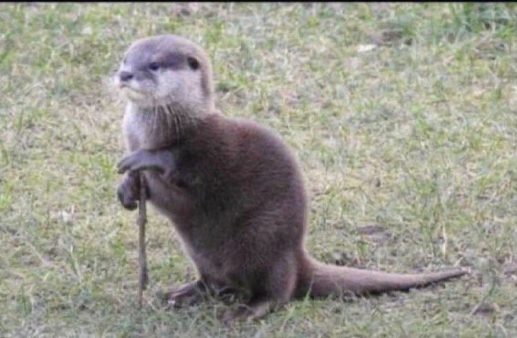 𝐽𝑤𝑙𝑑𝑜𝑑 || 🗡️ tweet media