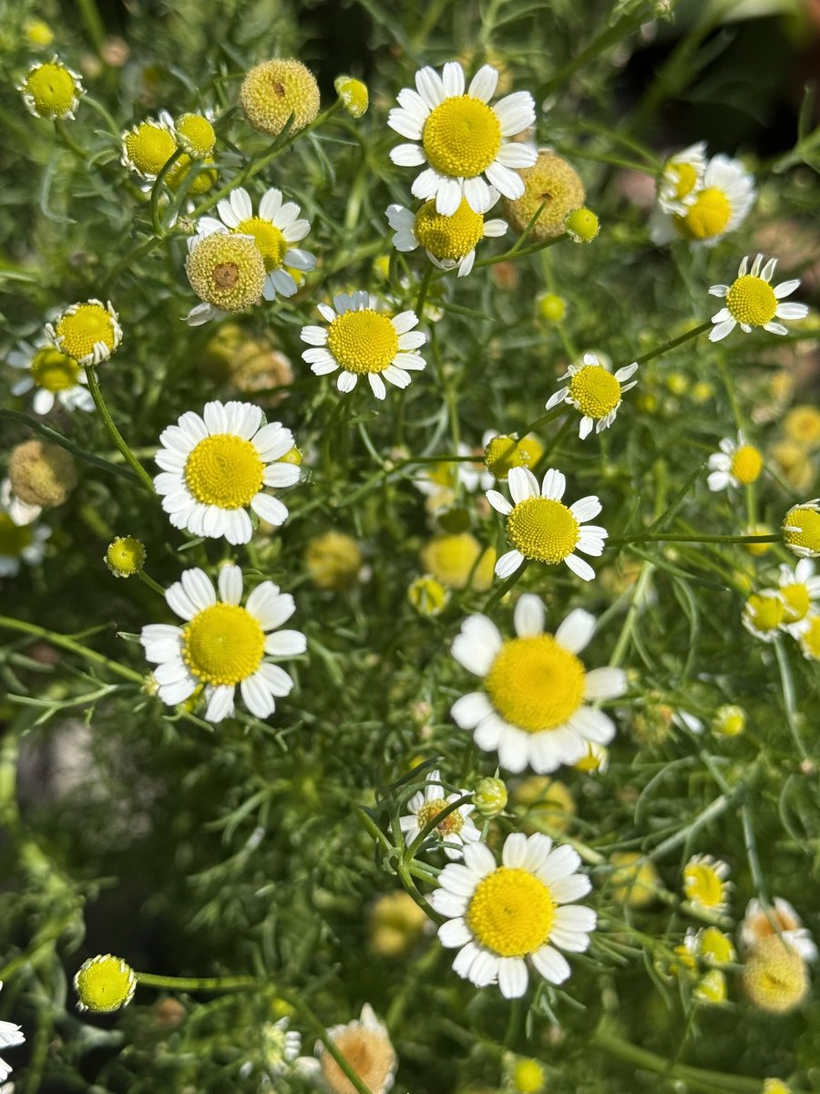 constanza lameiras tweet media