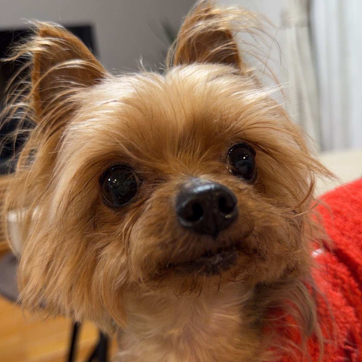 あずきちゃんだよ(Azuki chan dayo) tweet media