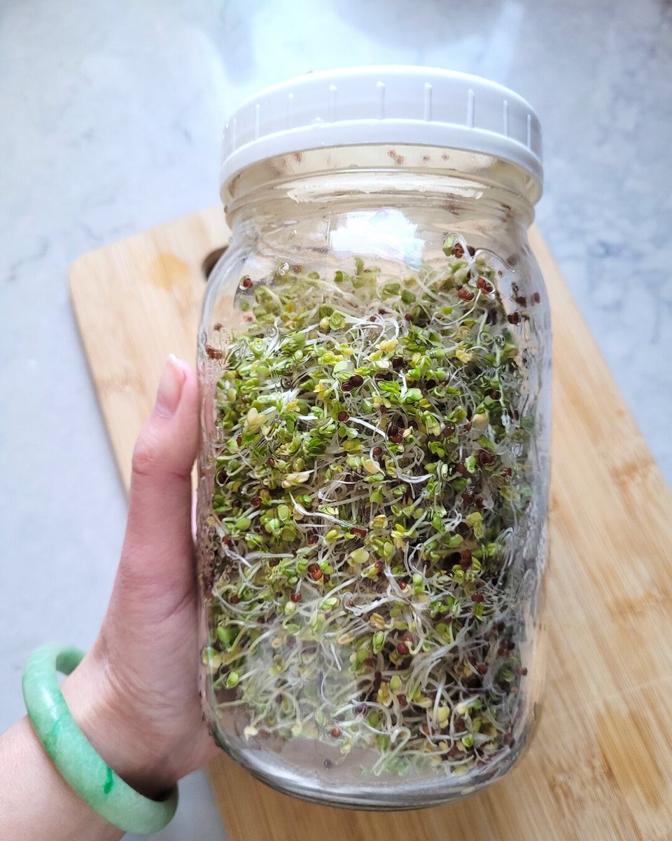 RusticWise's tweet image. It feels really good to be growing sprouts! 🌱 Even though it's cold and dreary out, we grew a batch of broccoli sprouts in a jar. Do you sprout at home?

Check out our sprouting guide: rpb.li/VsZW

#sprouts #sprouting #growyourownfood #growing