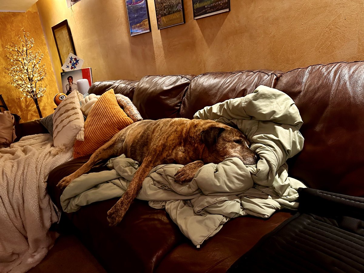 Dana Spies tweet media