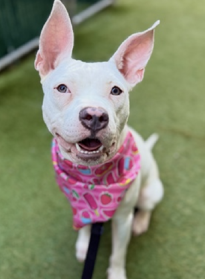 NMBewitched's tweet image. Who remembers how Coconut Jelly arrived in the back of a cop car to #NYCACC 
Who else was worried about him? 

Never too early to think of your 1st #PittieBunny🐰 
Celebrate #Easter &amp;amp; everyday w/ your furever #BunnyLove

#AdoptMe 
nycacc.app/#/browse/248843