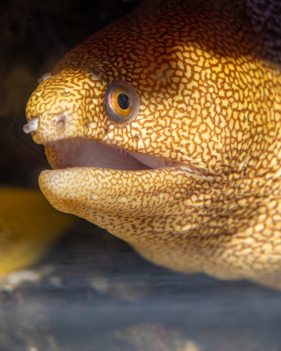 New England Aquarium tweet media