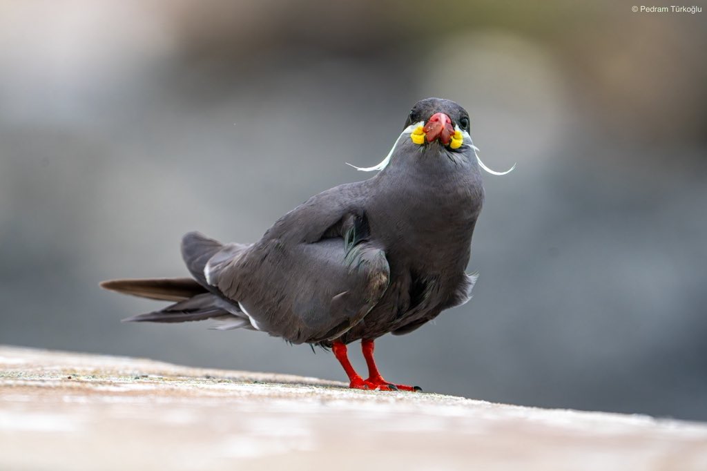Pedram Türkoğlu tweet media