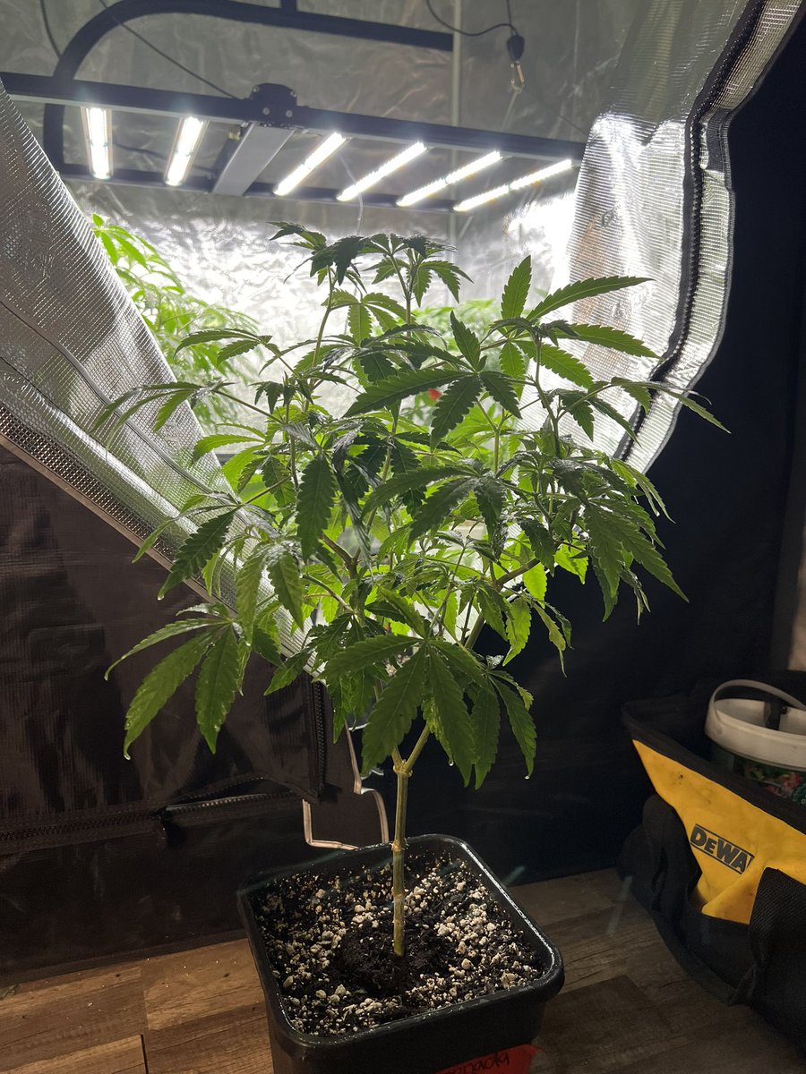 Limonada2001's tweet photo. Blue Limonada🫐🍋🍿Always got a spot in my garden. I love the structure, plants don’t care about cold weather, vigorous,dank, checks all my boxs✅💙 @Thctitan @TitanInsiders https://t.co/GQOfACDyb3
