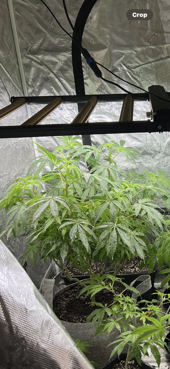 Limonada2001's tweet photo. Blue Limonada🫐🍋🍿Always got a spot in my garden. I love the structure, plants don’t care about cold weather, vigorous,dank, checks all my boxs✅💙 @Thctitan @TitanInsiders https://t.co/GQOfACDyb3