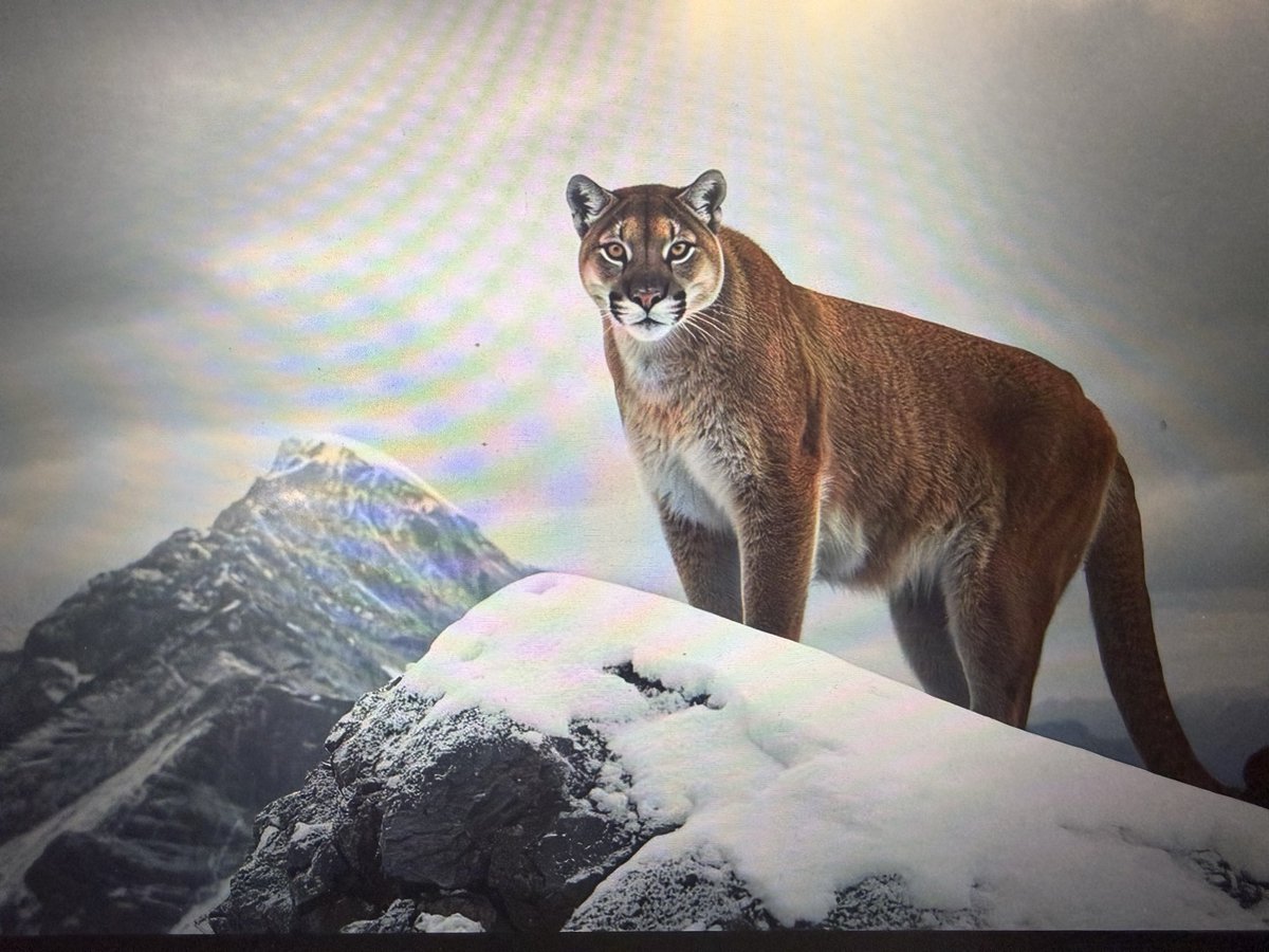 Eddie Wall tweet media