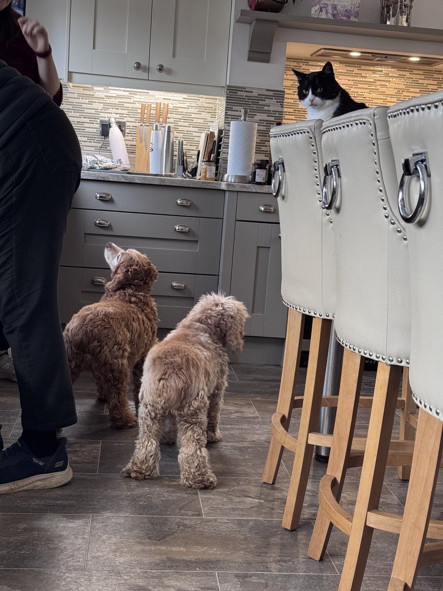 Super Spaniels tweet media