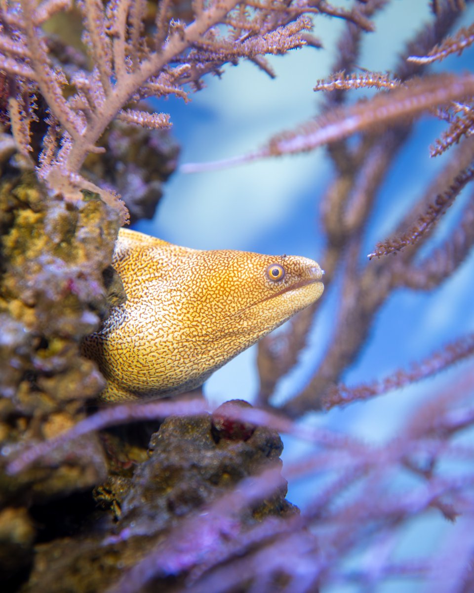 New England Aquarium tweet media