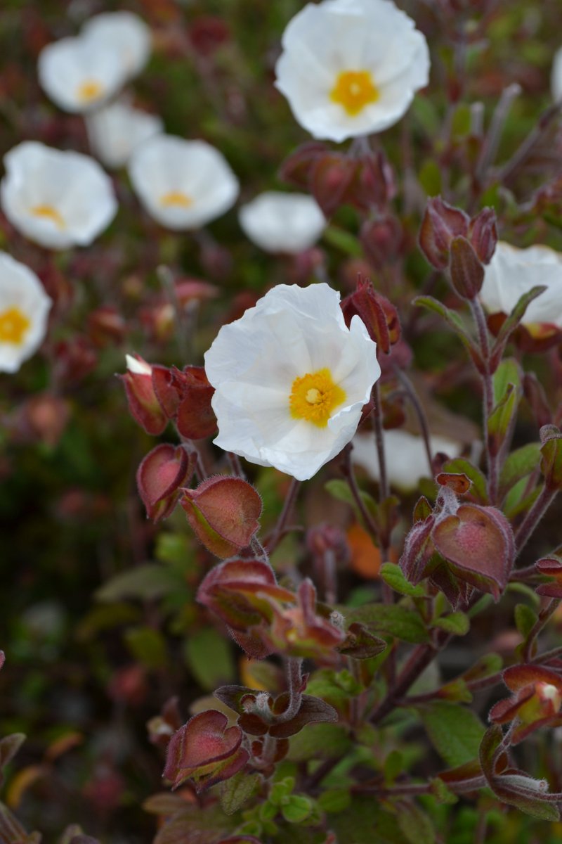 WyevaleNurs's tweet photo. We’ve selected our top‑selling Cistus varieties, chosen for their fantastic colour rangeand reliability to be included in our 2026 Cistus Collection. These are over‑wintered plants, making them ideal for early‑season stocking garden centres and a true seasonal must‑have! https://t.co/jj0hWIXOgm
