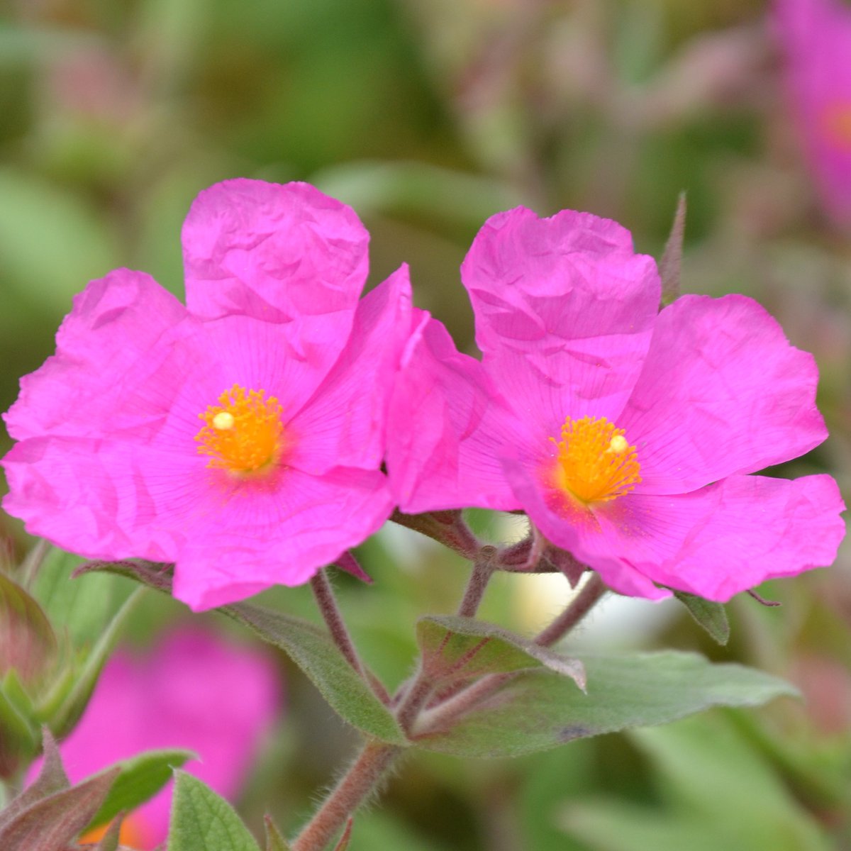 WyevaleNurs's tweet photo. We’ve selected our top‑selling Cistus varieties, chosen for their fantastic colour rangeand reliability to be included in our 2026 Cistus Collection. These are over‑wintered plants, making them ideal for early‑season stocking garden centres and a true seasonal must‑have! https://t.co/jj0hWIXOgm